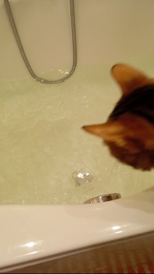 Отключили воду дома?