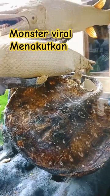 MONSTER VIRAL MENAKUTKAN #fypviral #ikan #shortsvideo #shots #shorts #viralshorts #fypシ゚viral смотреть онлайн