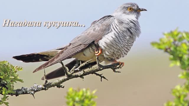 Игорь Шипков - Нагадала кукушка… смотреть онлайн