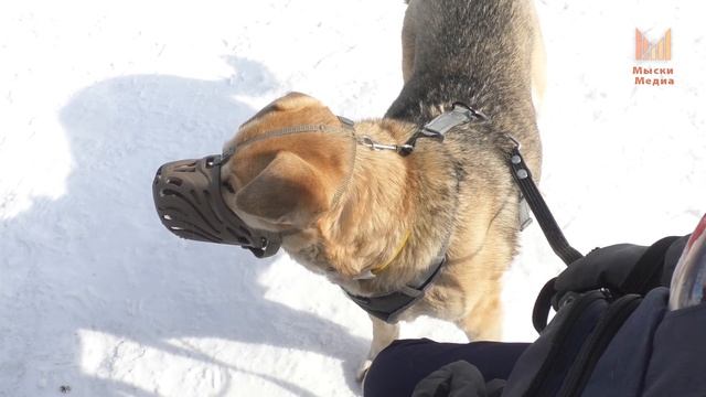 Мыски СЕГОДНЯ выпуск от 04 03 25 смотреть онлайн