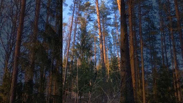 Цапли на гнездах на верхушках сосен смотреть онлайн