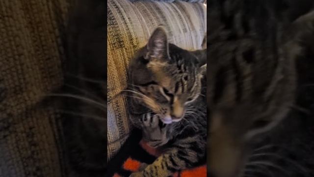 Kagu cleaning his paw смотреть онлайн