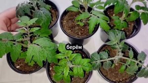 Рассаду не узнать от этой дешевой подкормки Удобрение для рассады своими руками