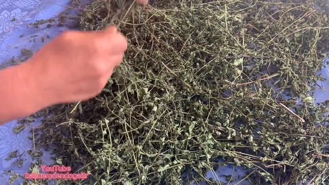 Kuru nane hakkında bilinmeyenler/nane nasıl kurutulur/kuru nane nasıl yapılır/ смотреть онлайн