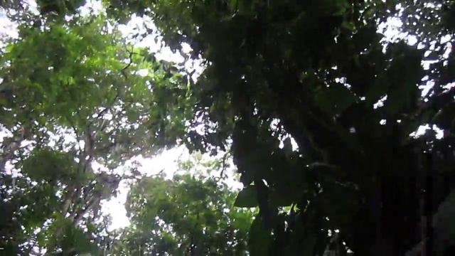 Ateles geoffroyi and Cebus capucinus смотреть онлайн
