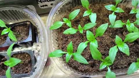 Секреты рассады: Почему рассада перцев разная даже если посеяна в один день, мои наблюдения. смотреть онлайн