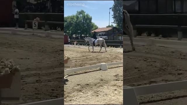 E400 Dressage - Stefania Delsanto e Canastero JG смотреть онлайн