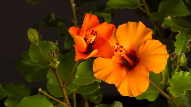 Blooming Flowers | 4K Relaxing Video | Timelapse of Blooming Flowers | #relaxinnaturesk смотреть онлайн