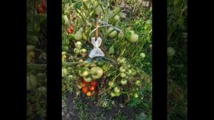 ПОМИДОРЫ БЕЗ ЗАМОРОЧЕК - Томат Никола