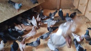 Свердловский и Сербский голуби