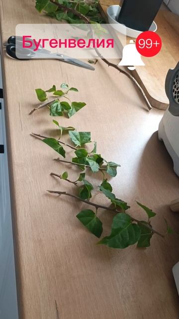 Бугенвелия, обрезка 04.03.2025 # Shorts#комнатныерастения