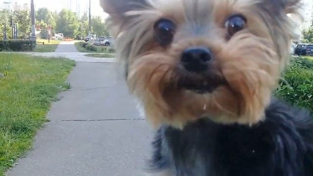 Пёс Тотоша знакомится с очаровательной Клёпой смотреть онлайн