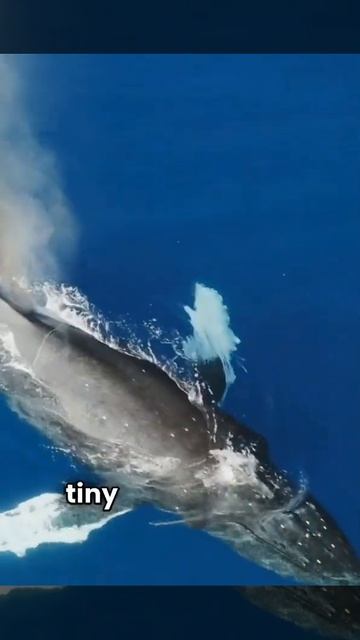 The Titanic of the Deep: Blue Whales! 🐋💙 #wildlife #conservation #ocean #animalfacts #animallover смотреть онлайн