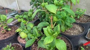 Гортензия крупнолистная🌸. Обработка фунгицидами от болезней.💊#теплица #цветы #гортензия #удобрение