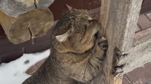 Лесной кот Барсик и его проделки