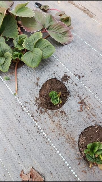 первые весенние работы на клубнике 🍓🍓🍓 зачистка, полив, обработка. смотреть онлайн