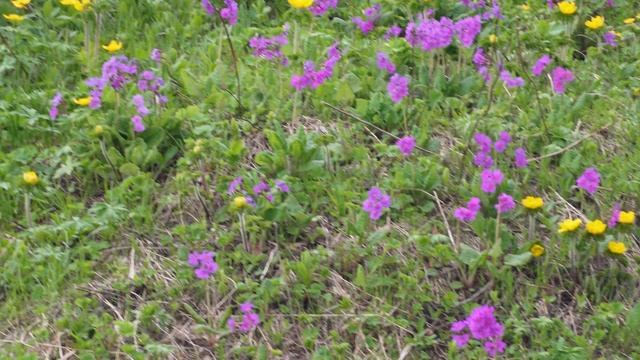 Vlog#10 Бзерпинский карниз, рододендроны