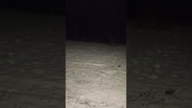 настоящий снег