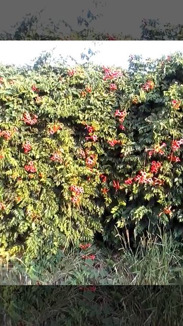 "Beautiful Bushes" Невероятно красивые кустарники смотреть онлайн