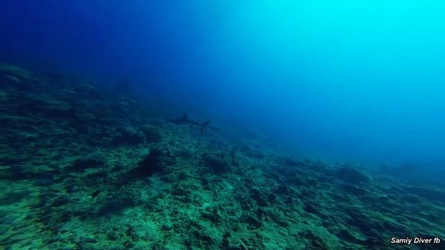 Leopard ray escorting a manta ray! смотреть онлайн