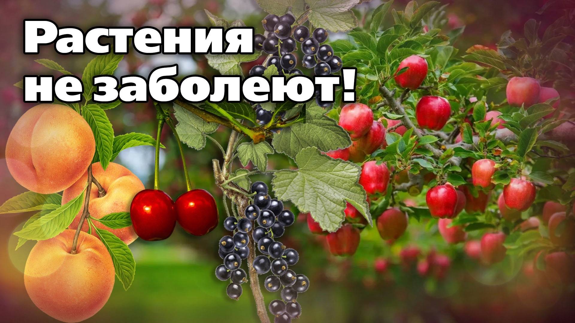 Препараты для обработок сада весной. Какие средства помогут от болезней смотреть онлайн