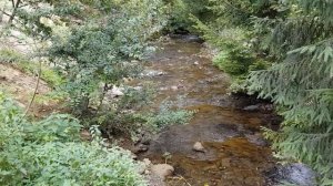 Журчание ручья, звуки природы. Журчание воды для релаксации. Звуки леса.