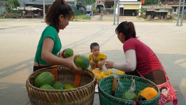 Harvesting Ripe Papaya Fruit Goes To Countryside Market Sell - Cooking Papaya | Free Bushcraft
