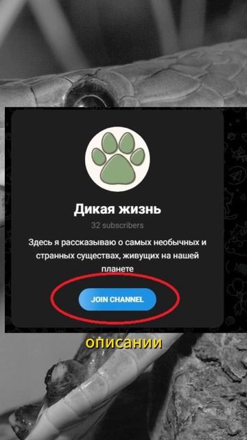ОДНА ИЗ САМЫХ ЯДОВИТЫХ ЗМЕЙ - ЧЕРНАЯ МАМБА смотреть онлайн