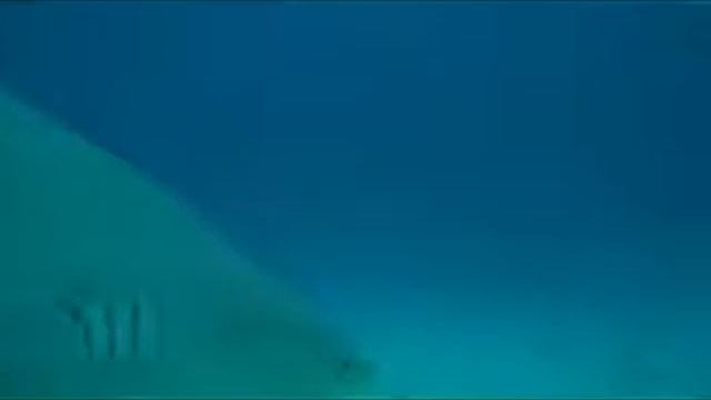 Buceo con Tiburones Toro en Playa del Carmen Feb 2009 смотреть онлайн