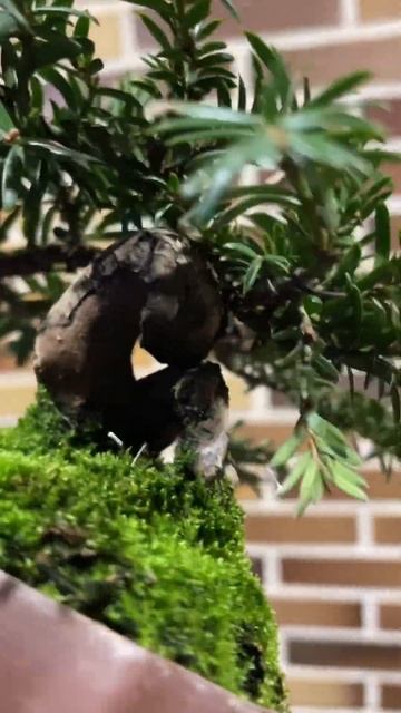TAXUS CUSPIDATA MAME смотреть онлайн