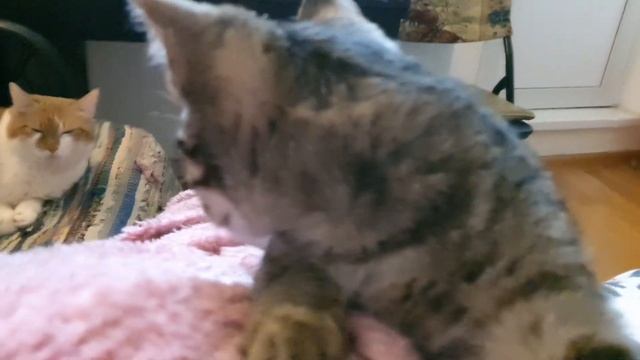 Мам, РАССКАЖИ еще Раз, Как Вы МЕНЯ НАШЛИ ? ) смотреть онлайн