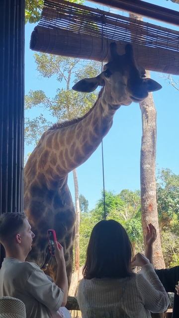 Жирафы в кафе в трогательном зоопрке