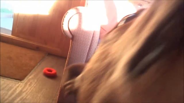 Clever, cuddly Max смотреть онлайн