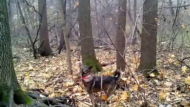 Собака-обезьяна смотреть онлайн