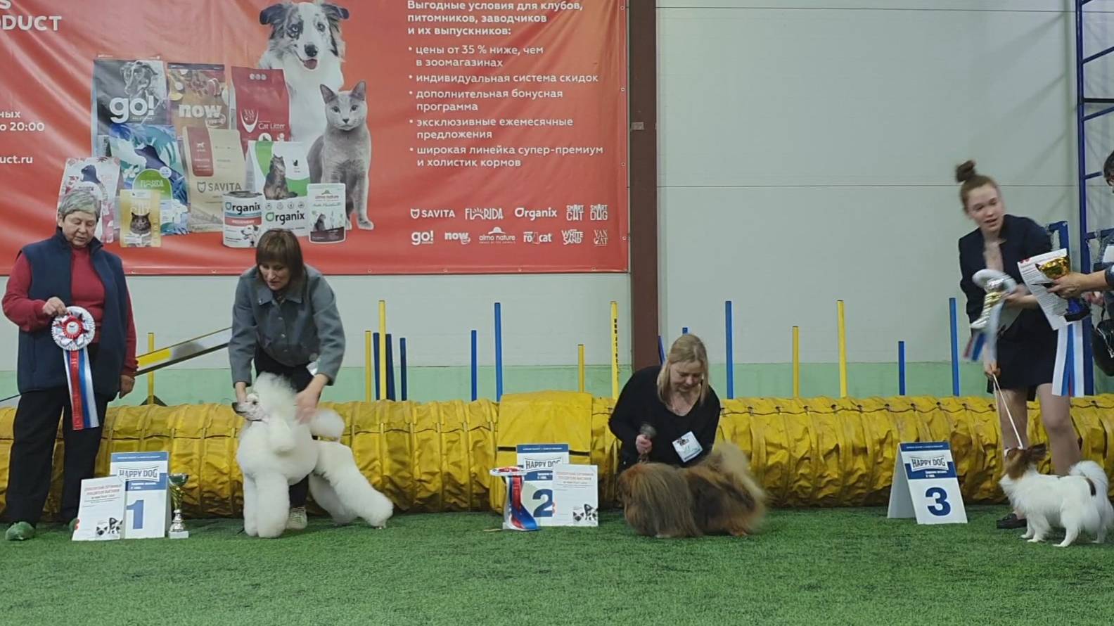 02.03.2025, СПб. Клуб "Нордвест-Северозапад". Выставка собак САС 9 группы FCI смотреть онлайн