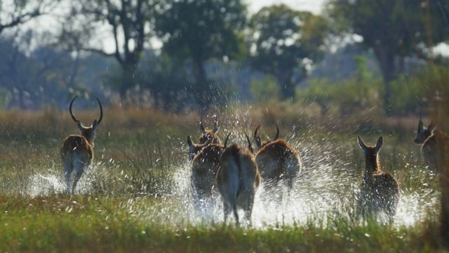 BBC: Планета Земля III 4 серия «Пресная вода» (документальный сериал, 2023) смотреть онлайн