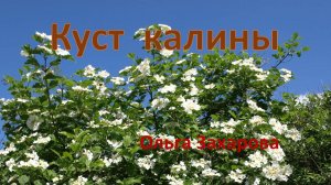 Куст калины. Ольга Захарова