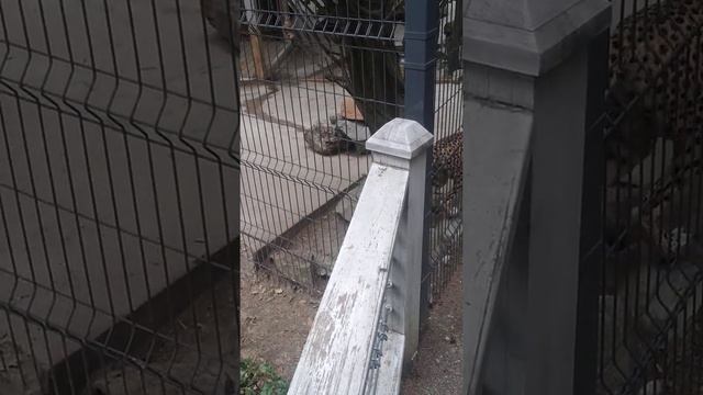 дымчатый леопард смотреть онлайн