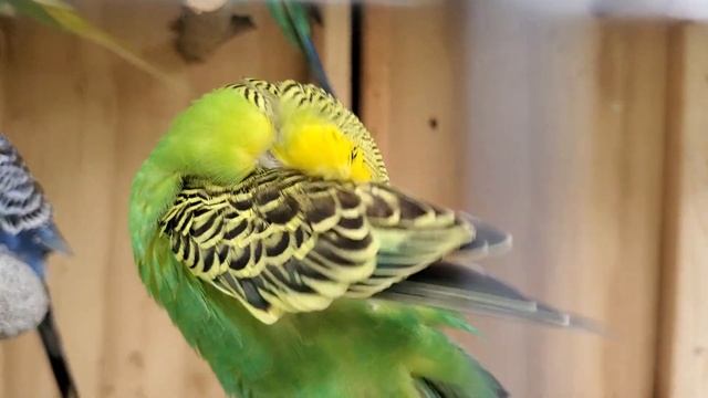 Male Budgie/Parakeet Preening (Волнистых попугаев) смотреть онлайн