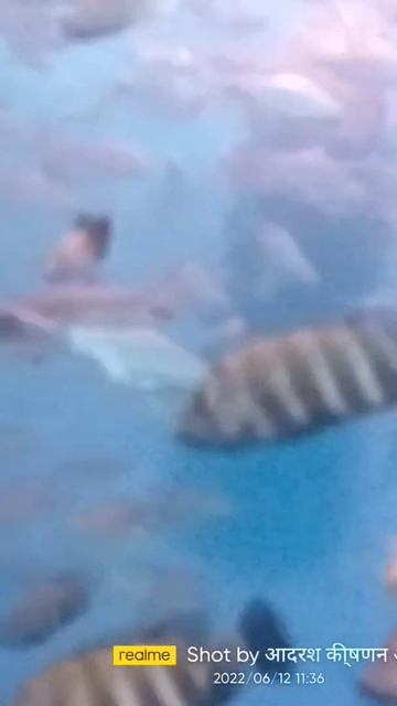 Under Water Expo part 2 смотреть онлайн