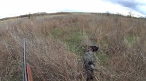 Охота на фазана с дратхааром ( Фрагменты с моих охот.)