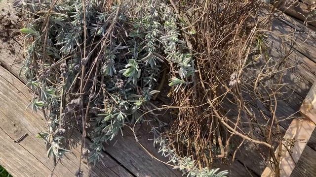 Сезон крапивы. смотреть онлайн