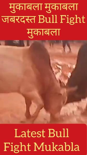 Muqabla Muqabla Jabardast Bull Fight Muqabla | Latest Bull Fight Muqabla | Bulls | Chicago bulls смотреть онлайн