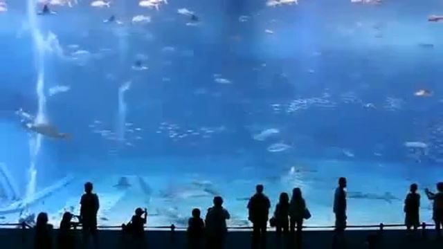 наблюдение за подводным миром.mpg смотреть онлайн
