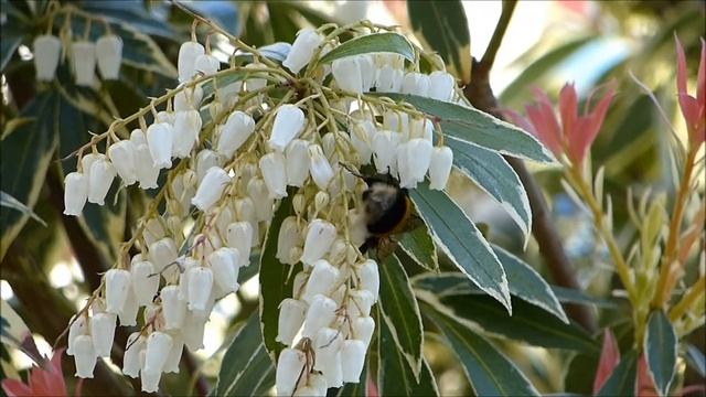 Bourdon terrestre "Cul-blanc" sur Pieris japonica variegata смотреть онлайн