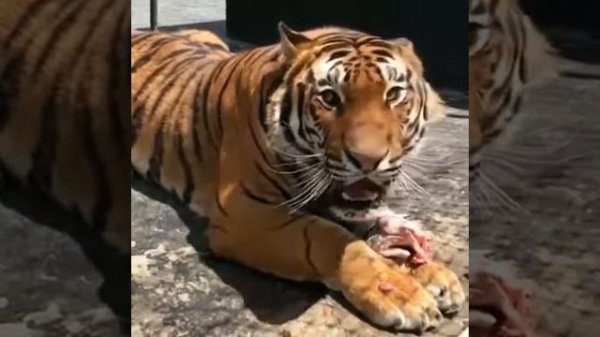 Рык тигра #рык #тигр