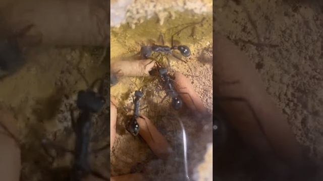 Myrmecia pyriformis Arbeiterin schlüpft / Myrmecia pyriformis worker hatches смотреть онлайн