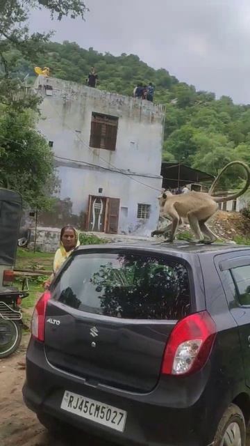 baboon, gibbon, monkey running on bikes смотреть онлайн