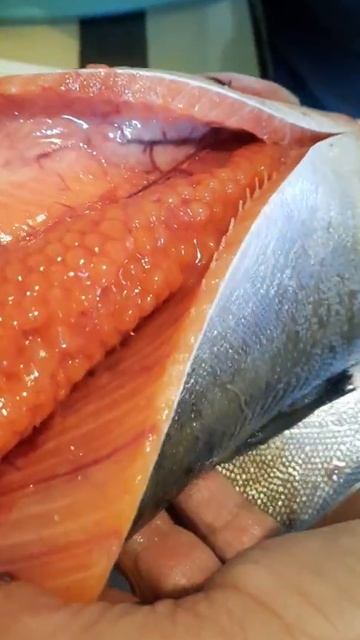 Икра горбуши 🐟 смотреть онлайн