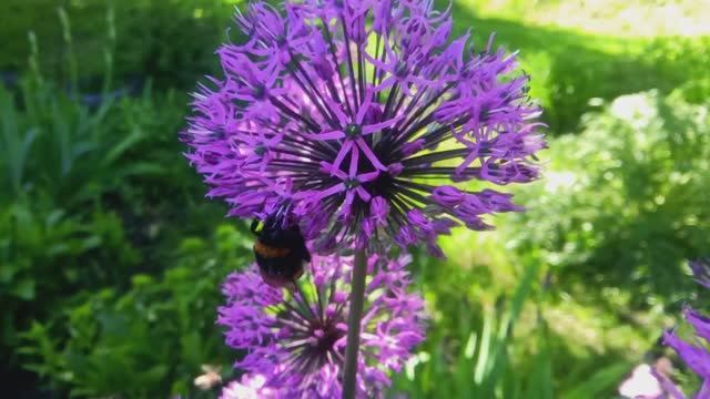 Майские цветы крупным планом смотреть онлайн